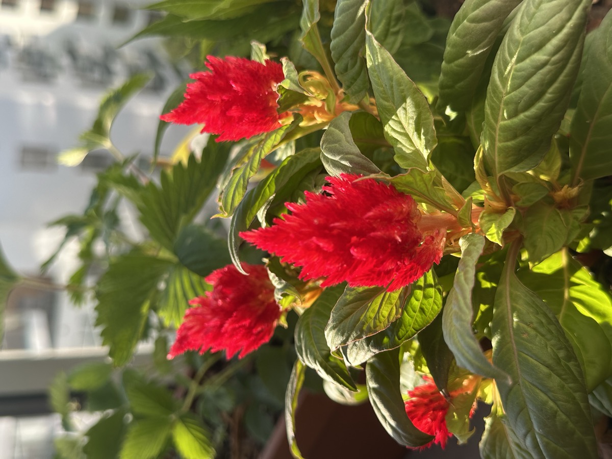 Celosia blooming on the balcony — bright red feathery flowers in spring sunlight