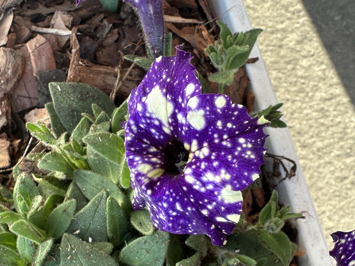 Galaxy petunias — deep purple with white star-speckles, literally a cosmic nebula in flower form
