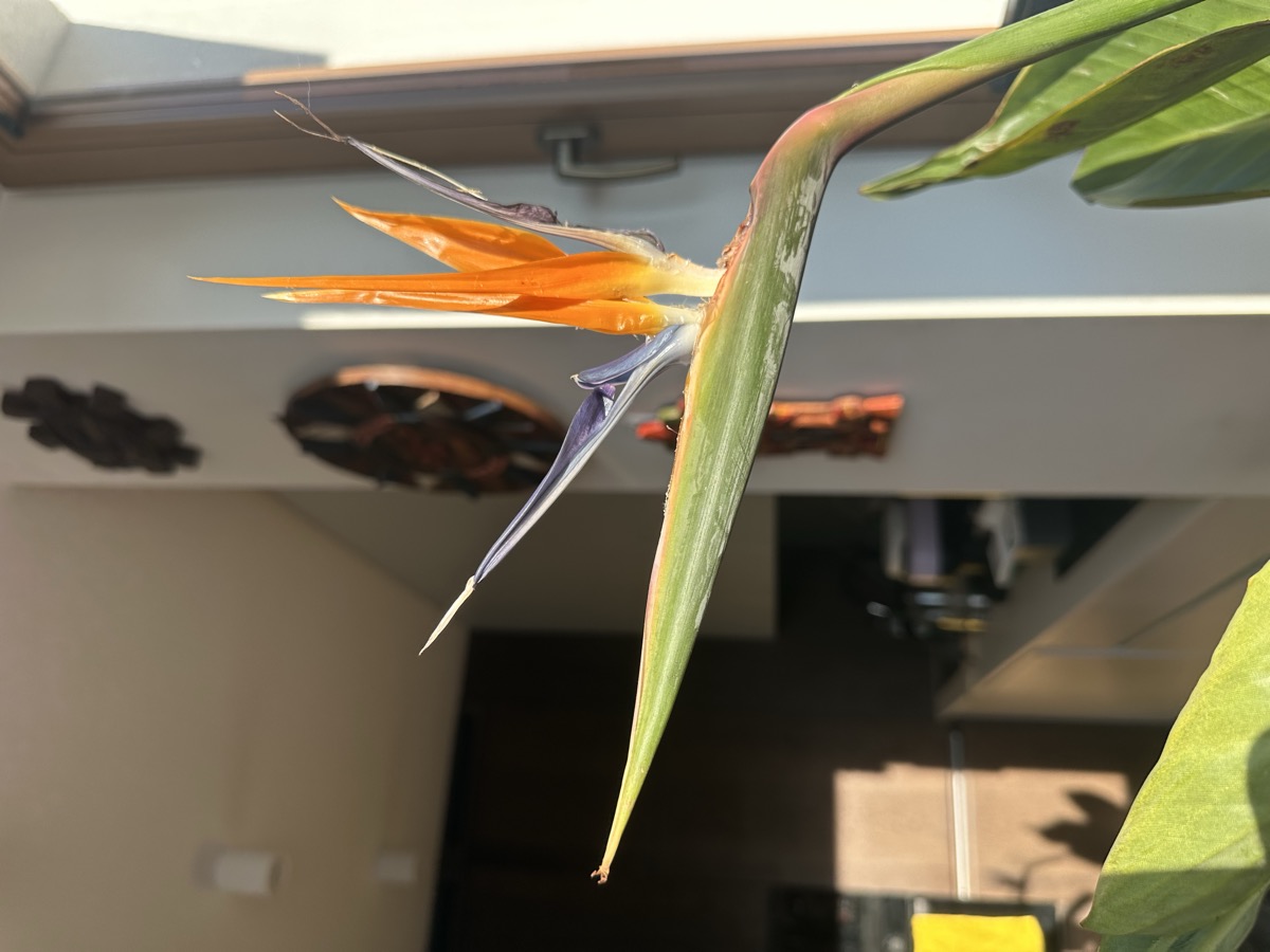 Bird of Paradise bloom — observation triggers everything