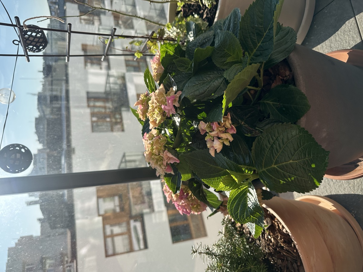 The balcony — where it all happens