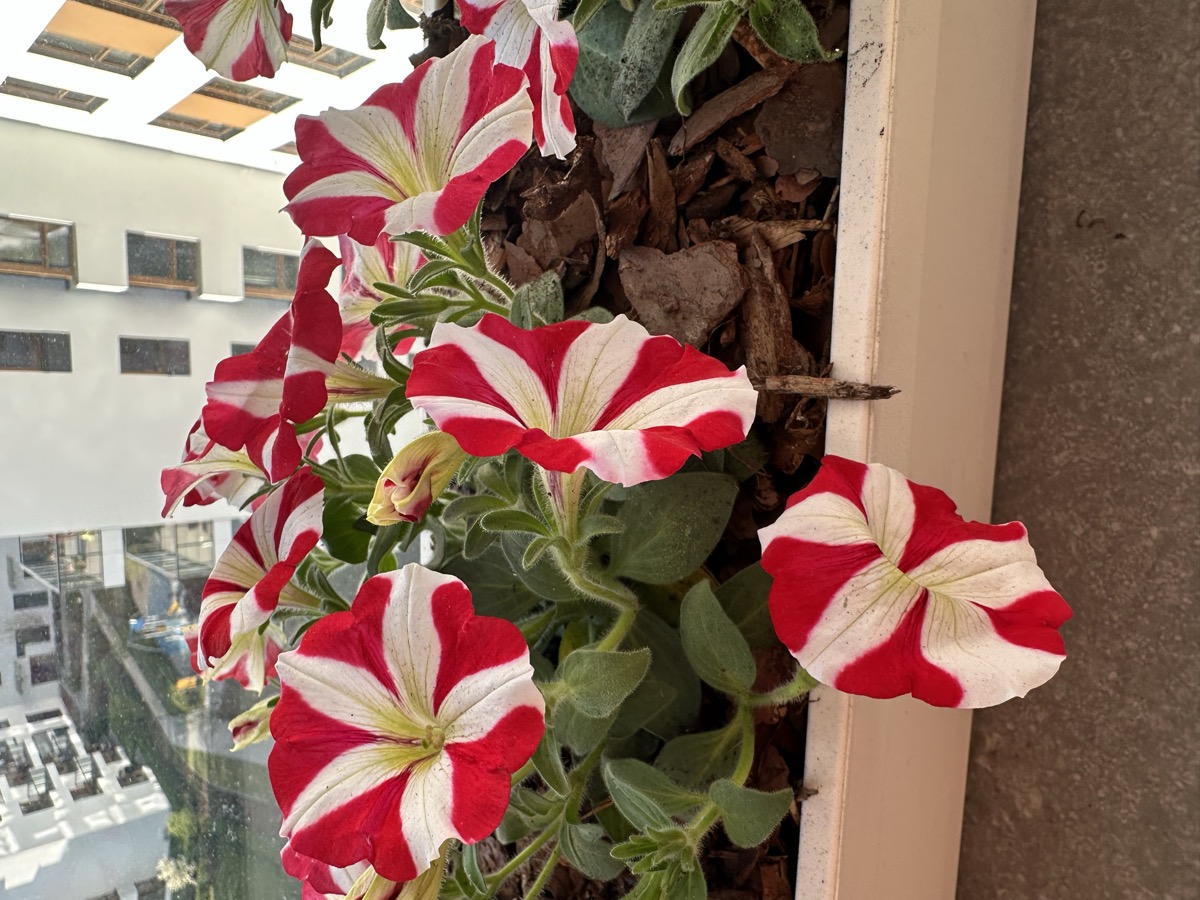 Red and white petunias over the Warsaw skyline
