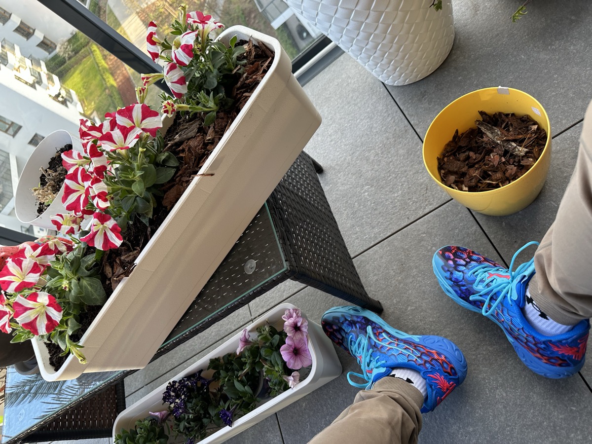 Planting petunias on the balcony