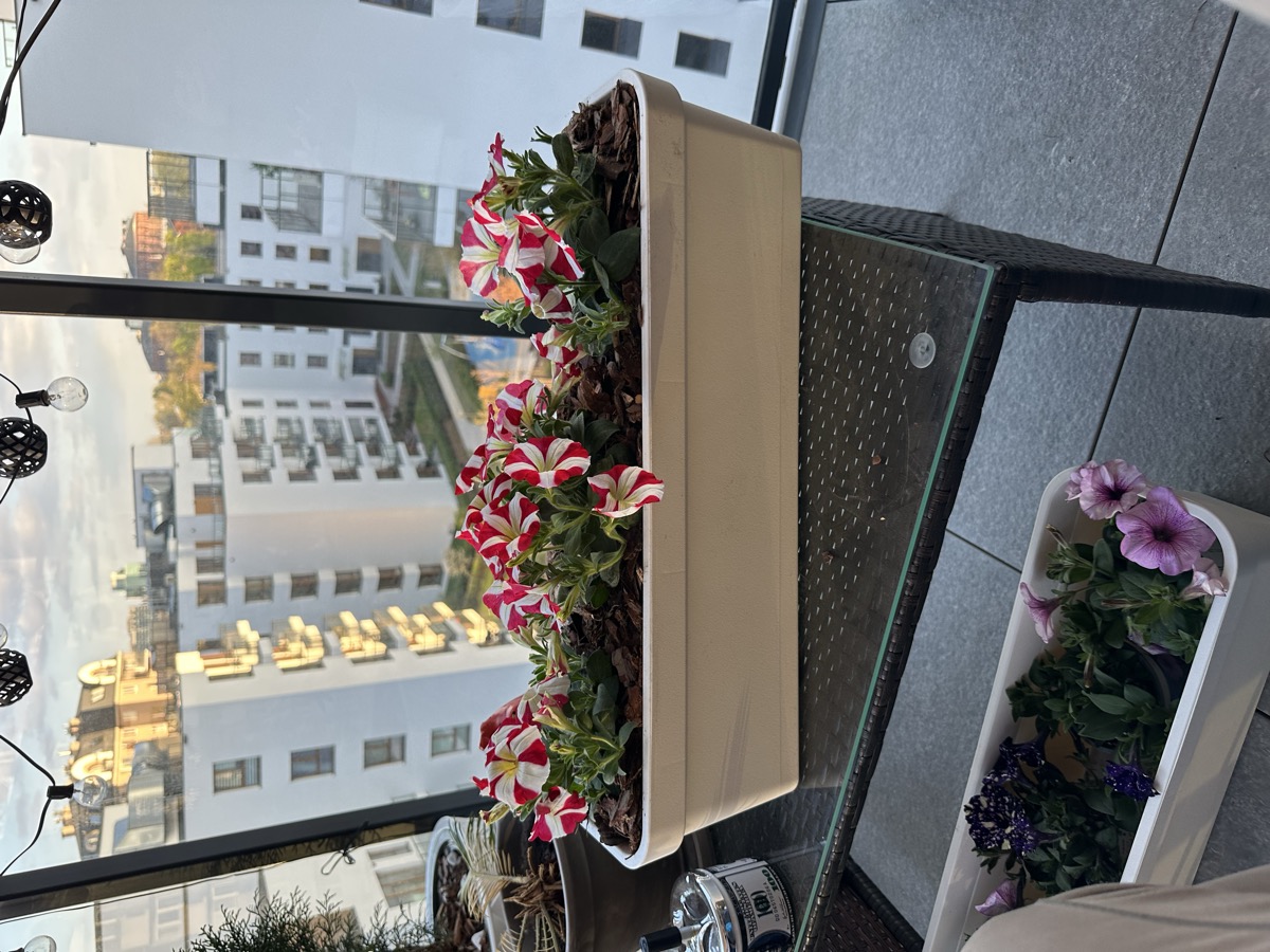 Red and white petunias, planted and mulched