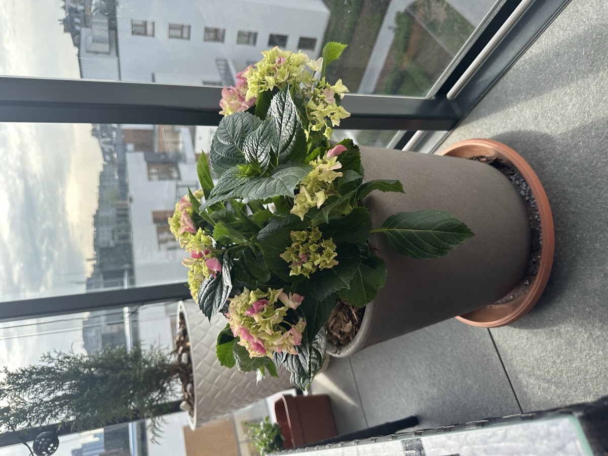 Hydrangeas on the balcony — new life growing while new characters are born
