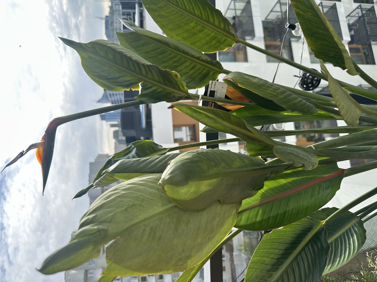 The balcony — Bird of Paradise and new plantings