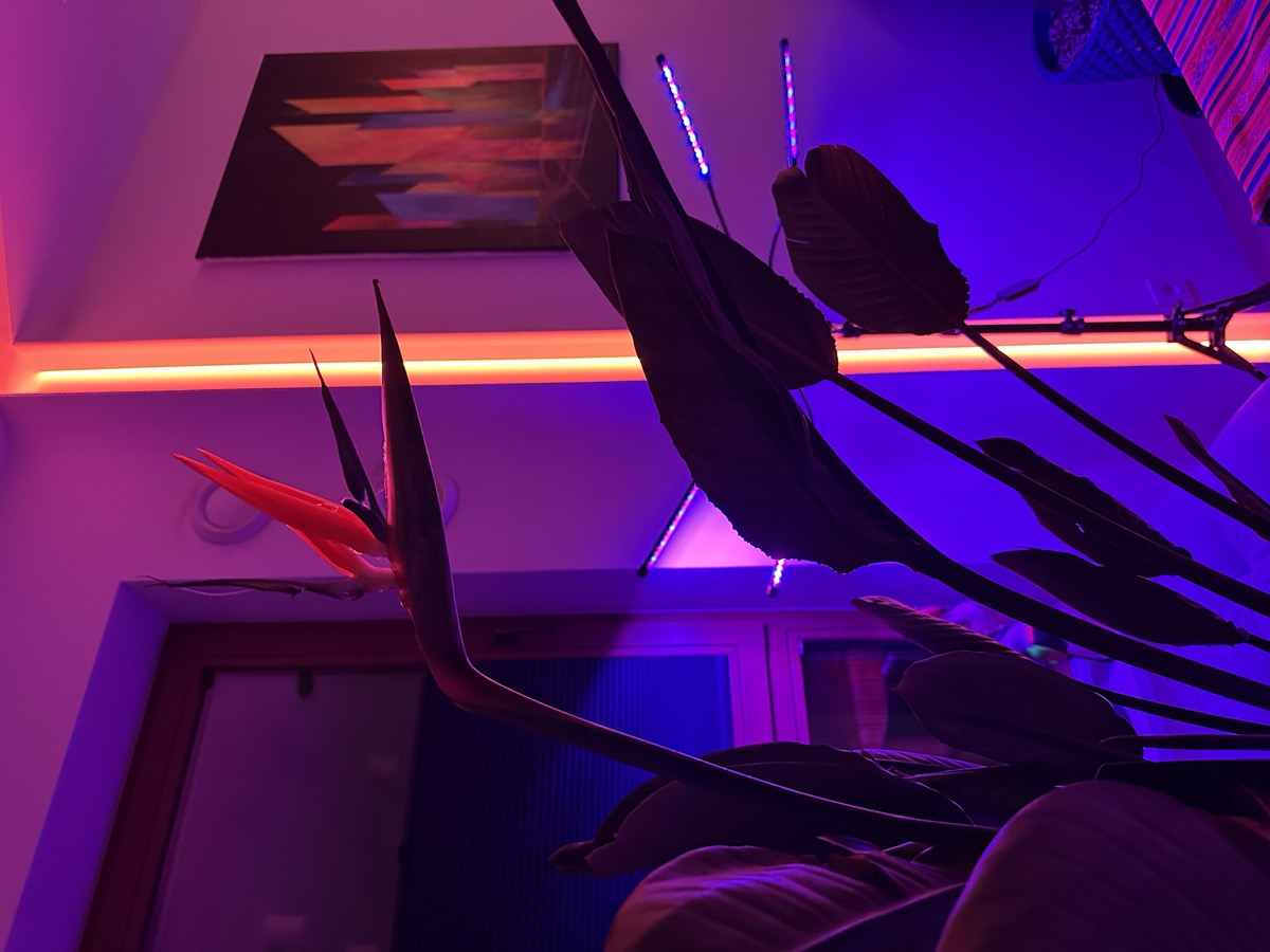 A Bird of Paradise blooming indoors under neon purple light — real exotic life while building fictional worlds