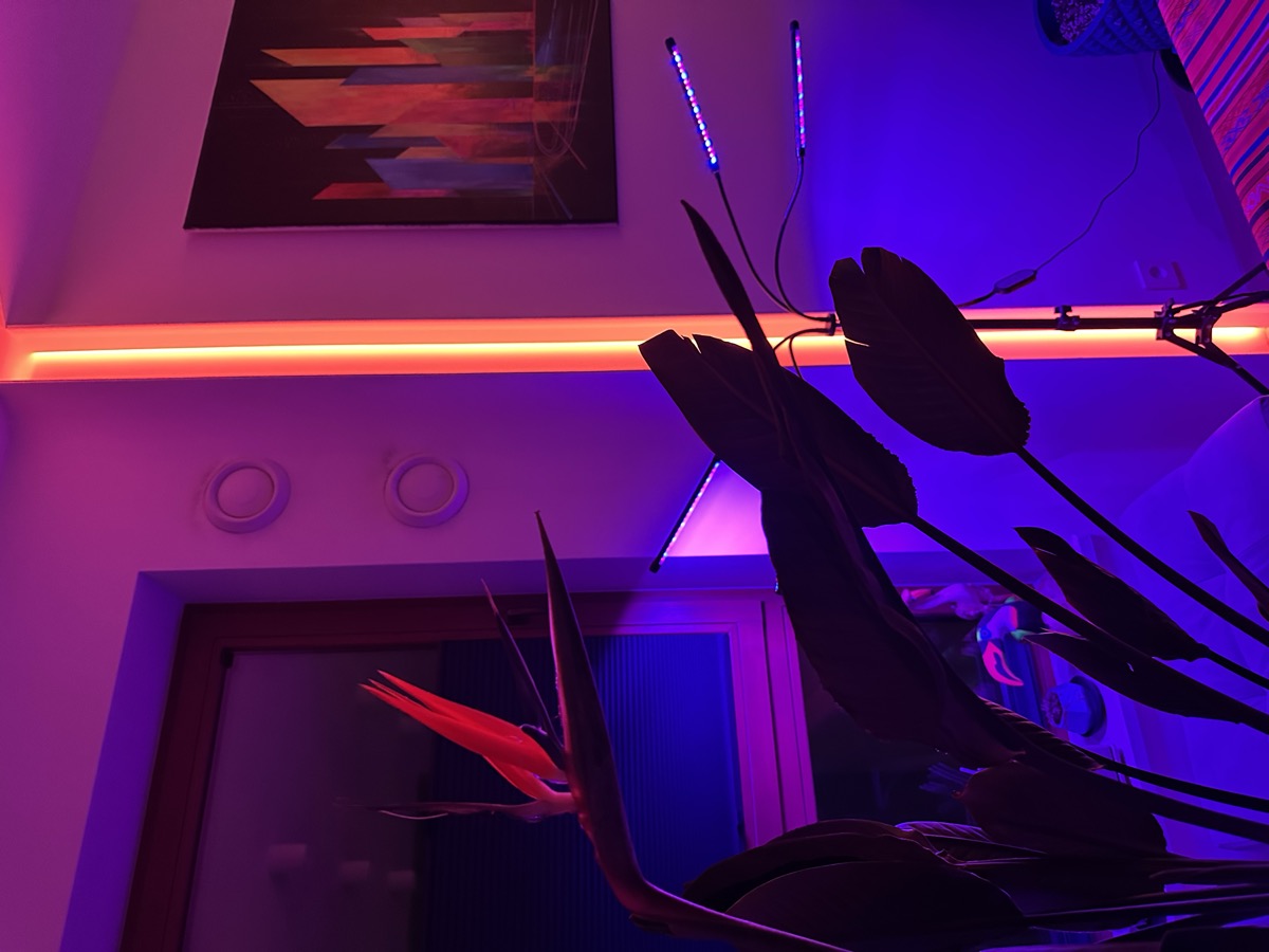 A Bird of Paradise blooming under neon light — the jungle plant I always wanted, finally home