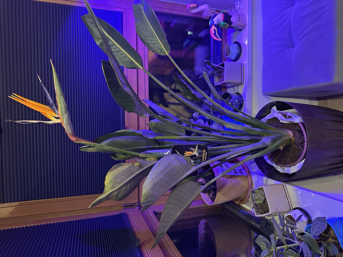 Bird of Paradise in bloom — the jungle comes home