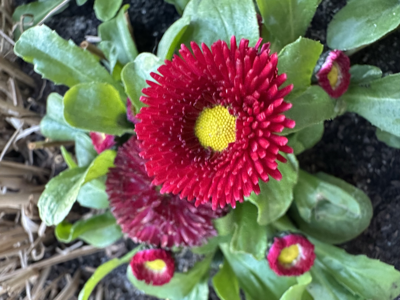 Gdańsk street, tree, church tower